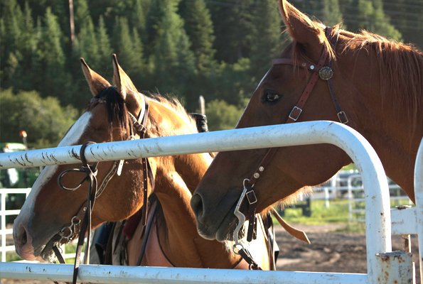 Horseback Rides